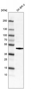 Monoclonal Anti-FOS antibody produced in mouse 