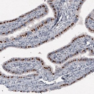 Monoclonal Anti-FOXJ1 antibody produced in mouse 