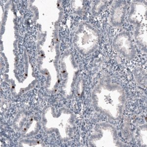 Monoclonal Anti-FOXJ1 antibody produced in mouse 