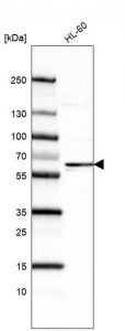Monoclonal Anti-FUT4 antibody produced in mouse 