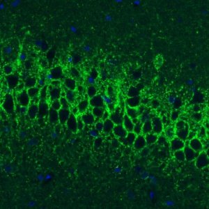 Monoclonal Anti-GAD1 antibody produced in mouse 