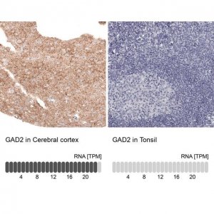 Monoclonal Anti-GAD2 antibody produced in mouse 