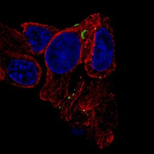 Monoclonal Anti-GJB6 antibody produced in mouse 