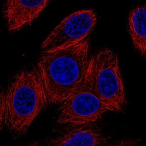 Monoclonal Anti-GJB6 antibody produced in mouse 
