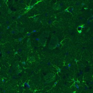 Monoclonal Anti-GLUL antibody produced in mouse 