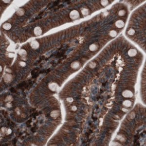Monoclonal Anti-GORASP2 antibody produced in mouse 