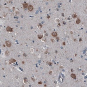 Monoclonal Anti-GORASP2 antibody produced in mouse 