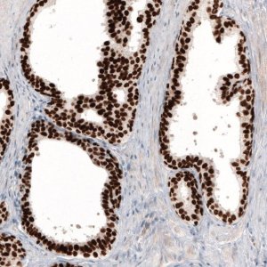 Monoclonal Anti-GRHL2 antibody produced in mouse 