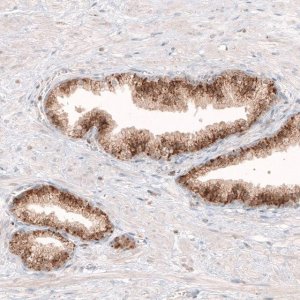 Monoclonal Anti-GRN antibody produced in mouse 