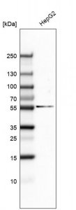 Monoclonal Anti-GSPT1 antibody produced in mouse 
