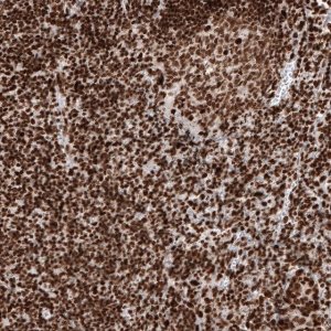 Monoclonal Anti-H2AFY antibody produced in mouse 