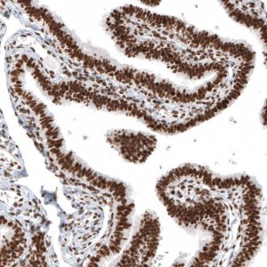 Monoclonal Anti-H2AFY antibody produced in mouse 