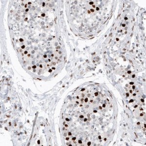Monoclonal Anti-H2AFY2 antibody produced in mouse 