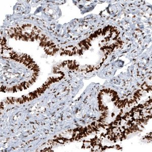 Monoclonal Anti-H2AFY2 antibody produced in mouse 