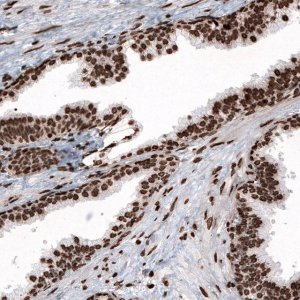 Monoclonal Anti-HIST1H2BC antibody produced in mouse 
