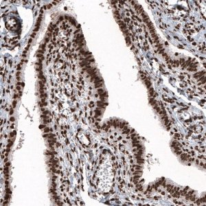 Monoclonal Anti-HIST1H2BC antibody produced in mouse 