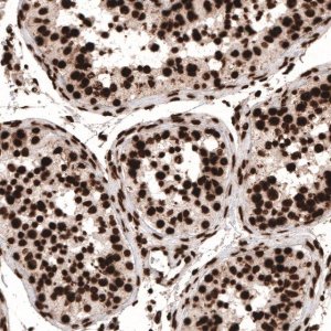 Monoclonal Anti-HIST1H3A antibody produced in mouse 