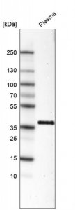 Monoclonal Anti-INHBC antibody produced in mouse 