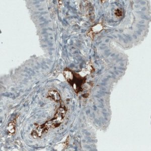 Monoclonal Anti-ITIH4 antibody produced in mouse 