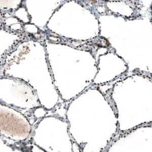 Monoclonal Anti-JUN antibody produced in mouse AMAB91587-100UL