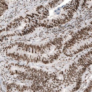 Monoclonal Anti-JUN antibody produced in mouse AMAB91587-100UL