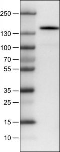 Monoclonal Anti-KIT antibody produced in mouse 