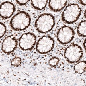Monoclonal Anti-KLF4 antibody produced in mouse 