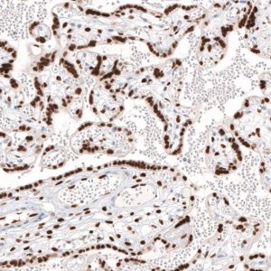 Monoclonal Anti-KLF4 antibody produced in mouse 