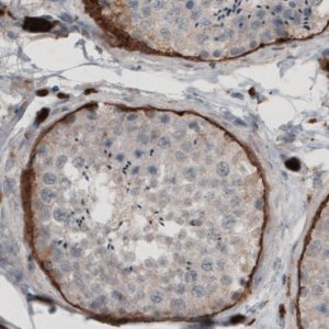 Monoclonal Anti-LAMA1 antibody produced in mouse 
