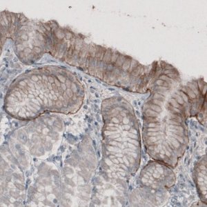 Monoclonal Anti-LAMA3 antibody produced in mouse 