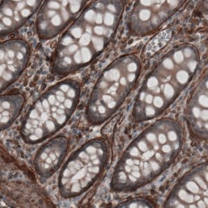 Monoclonal Anti-LAMA4 antibody produced in mouse 
