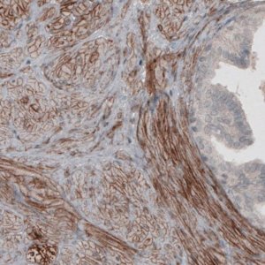 Monoclonal Anti-LAMA4 antibody produced in mouse 