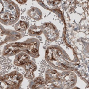 Monoclonal Anti-LAMB1 antibody produced in mouse 