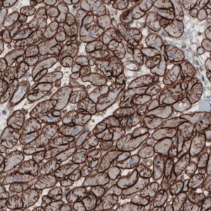 Monoclonal Anti-LAMC1 antibody produced in mouse 