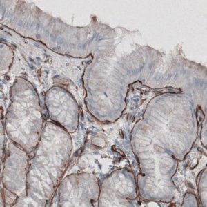 Monoclonal Anti-LAMC1 antibody produced in mouse 
