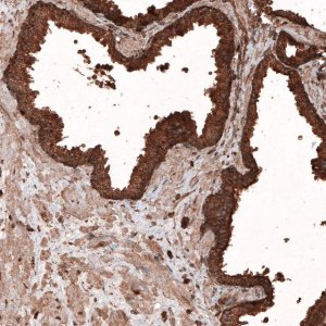 Monoclonal Anti-LAMP1 antibody produced in mouse 