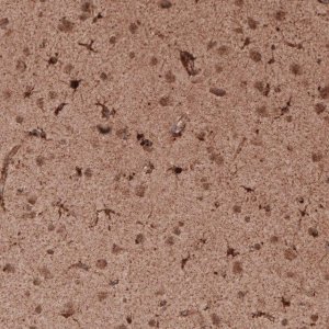 Monoclonal Anti-LAMP1 antibody produced in mouse 