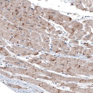 Monoclonal Anti-LAPTM4B antibody produced in mouse 