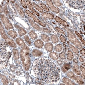 Monoclonal Anti-LAPTM4B antibody produced in mouse 
