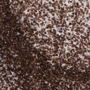 Monoclonal Anti-LMNB1 antibody produced in mouse 