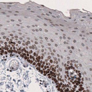 Monoclonal Anti-LMNB1 antibody produced in mouse 