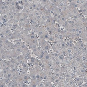 Monoclonal Anti-LY6K antibody produced in mouse 