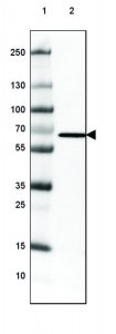 Monoclonal Anti-MB21D1 antibody produced in mouse 