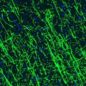Monoclonal Anti-MBP antibody produced in mouse 