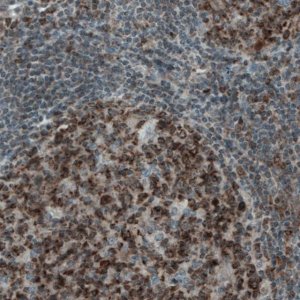 Monoclonal Anti-MCL1 antibody produced in mouse 