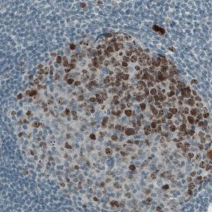 Monoclonal Anti-MKI67 antibody produced in mouse 