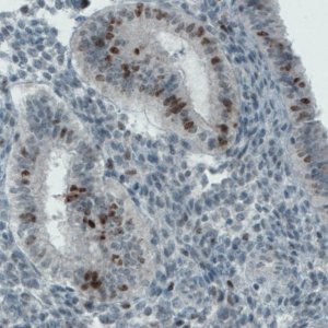 Monoclonal Anti-MKI67 antibody produced in mouse 