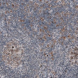 Monoclonal Anti-MKL1 antibody produced in mouse 