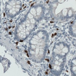 Monoclonal Anti-MMP9 antibody produced in mouse 