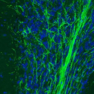 Monoclonal Anti-MOG antibody produced in mouse 